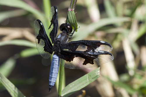 Portia Widow