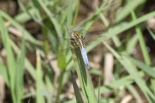 Yellow-veined Widow