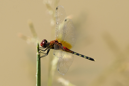 Barbet Percher
