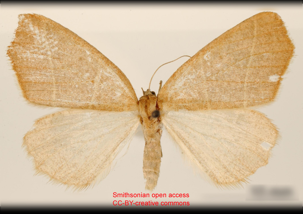 Lychnosea reversaria