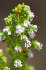 Erica ecklonii
