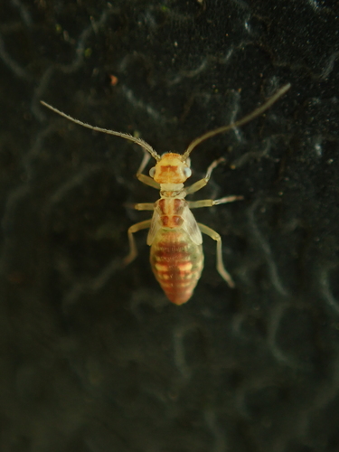 F-winged Barklouse, photo 5 of 9