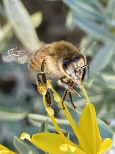 iNaturalist observation photo of Western Honey Bee
