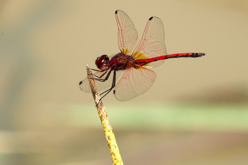 Red-veined Dropwing