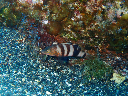 Brown comber (Serranus hepatus) — Serranidae — 5