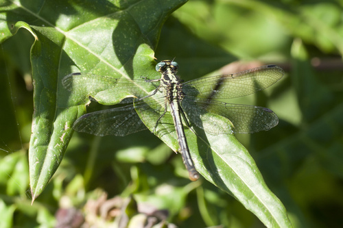 Little Longlegs