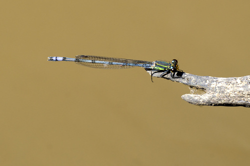 Pseudagrion kaffinum