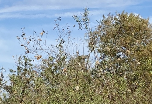 iNaturalist observation photo of Osprey