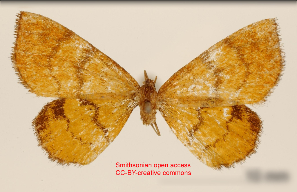 Paota sarruncaria