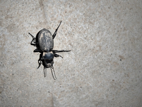 Carabus brandti