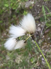 Eriophorum latifolium