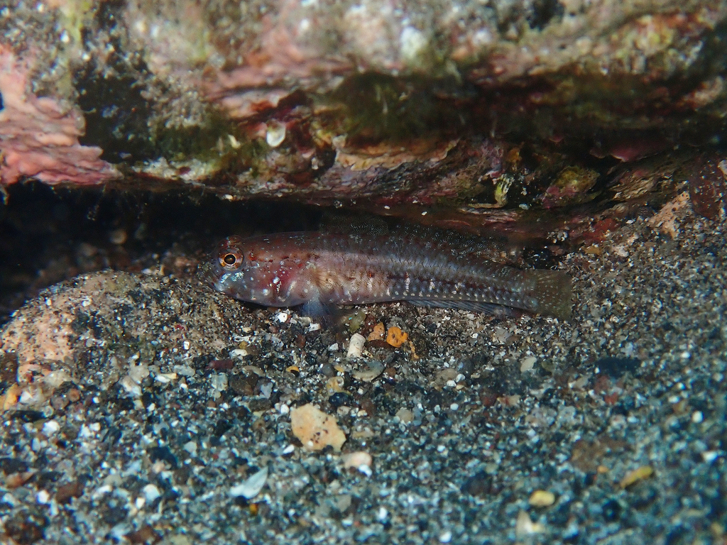 Vanneaugobius canariensis