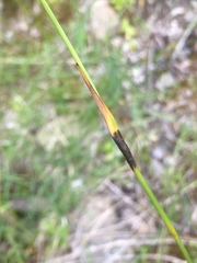 Eriophorum latifolium