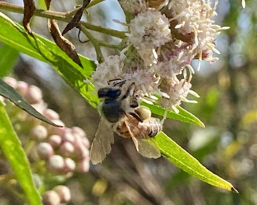 iNaturalist observation photo of Western Honey Bee