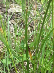 Eriophorum latifolium