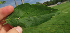 Contarinia