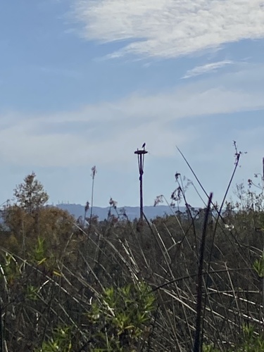 iNaturalist observation photo of Osprey