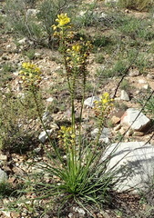Bulbine abyssinica