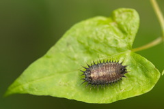 Hypocassida subferruginea