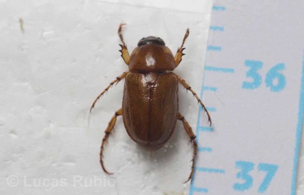 Cyclocephala modesta