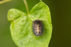 Hypocassida subferruginea