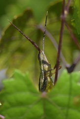 Mermiria intertexta