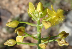 Bulbine abyssinica