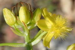 Bulbine abyssinica