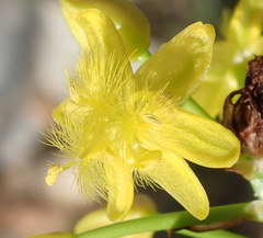 Bulbine abyssinica