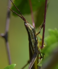 Mermiria intertexta