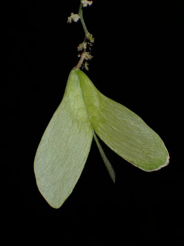 Trigoniastrum hypoleucum observed 2024-12-05