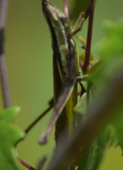 Mermiria intertexta