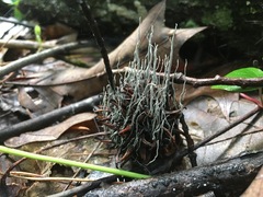Xylaria liquidambar