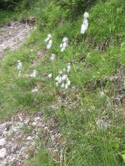 Eriophorum latifolium