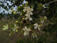 Clerodendrum phlomidis
