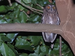 Otus rutilus