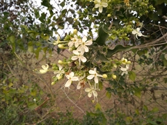 Clerodendrum phlomidis