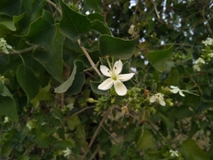 Clerodendrum phlomidis