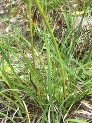 Eriophorum latifolium