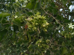 Clerodendrum phlomidis