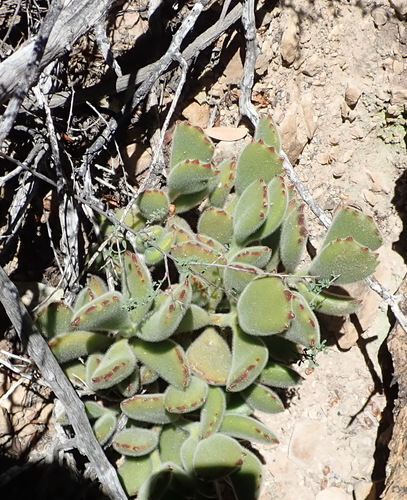 Cotyledon tomentosa