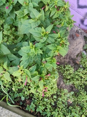 紫茉莉 (Mirabilis jalapa):原产地与用途 — 照片 2