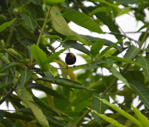 Carmelite Sunbird