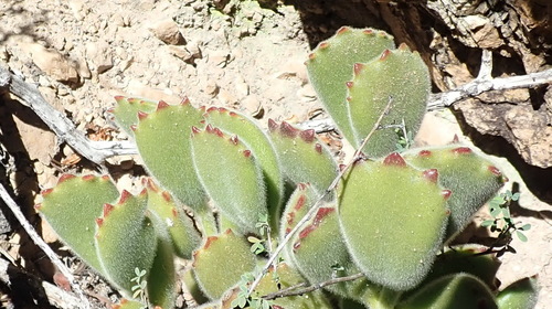 Cotyledon tomentosa