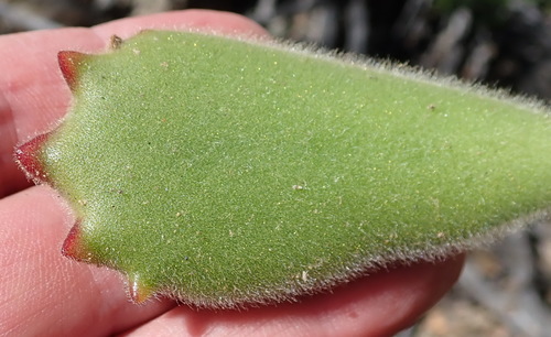 Cotyledon tomentosa