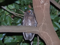 Otus rutilus