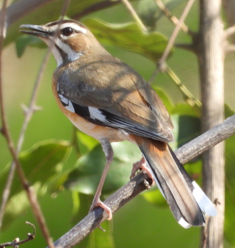 Bearded Scrub Robin (Tychaedon quadrivirgata), photo 7