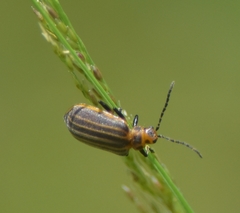 Neolochmaea dilatipennis
