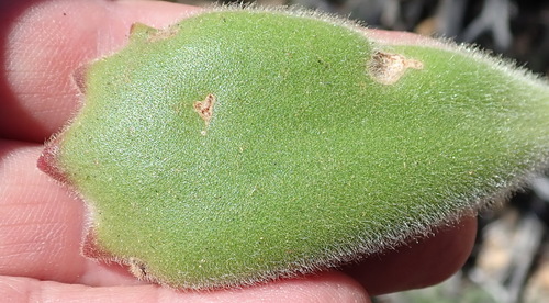 Cotyledon tomentosa