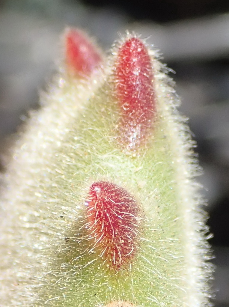Bear-paws